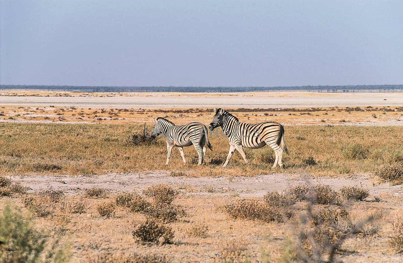 A group of plais zebras (Equus burchellii) near the pan in Etosha National Park, Namibia.