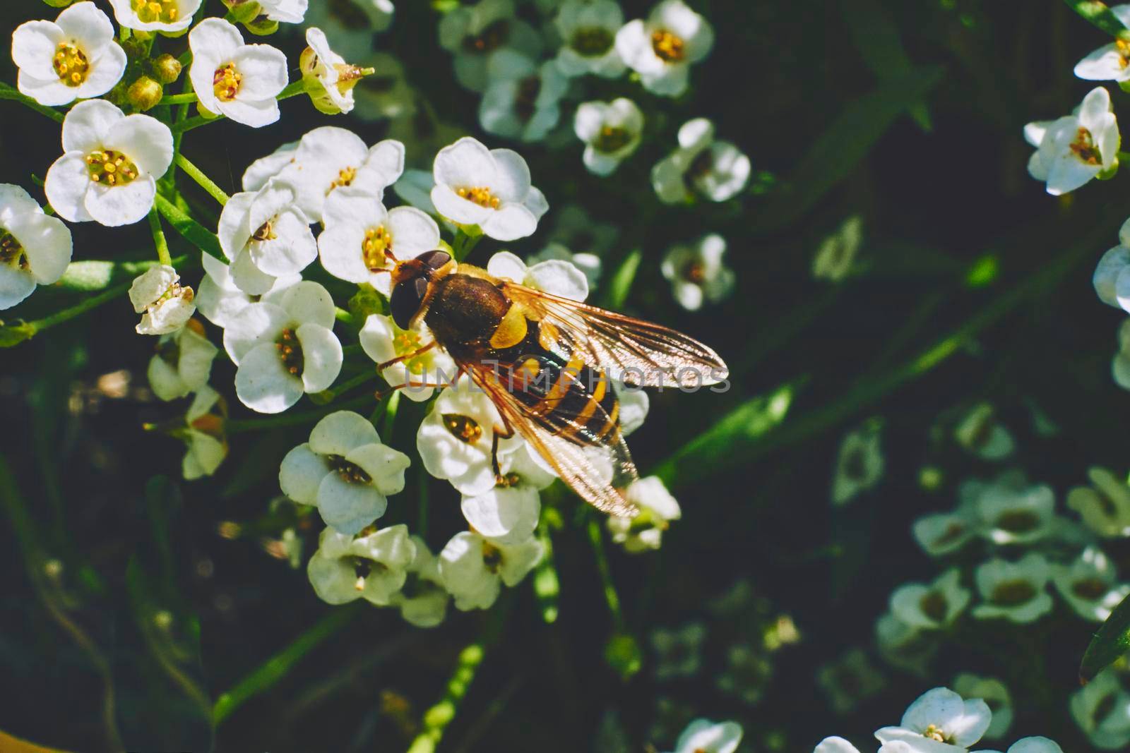 A worker bee collects honey on white fragrant flowers by jovani68