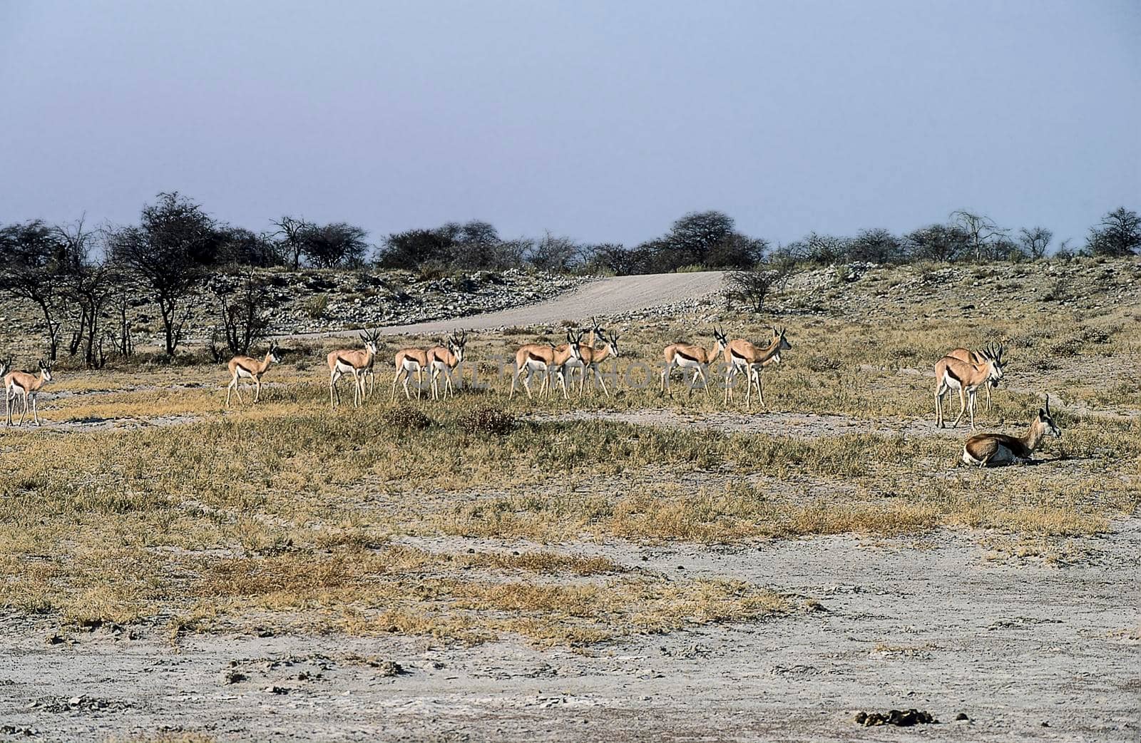 A group of Springboks (Antidorcas marsupialis) near the pan in Etosha National Park, Namibia.