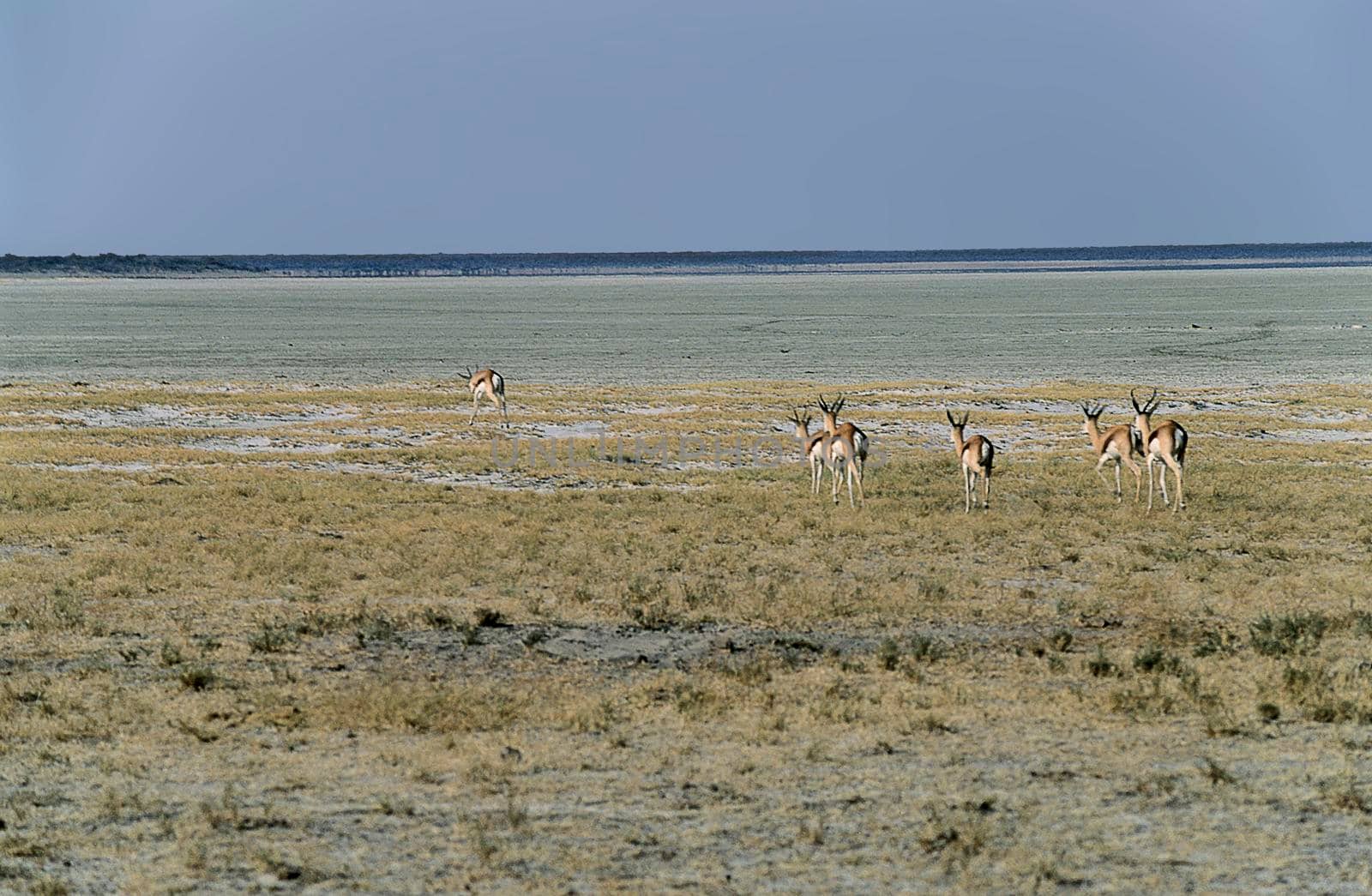 A group of Springboks (Antidorcas marsupialis) near the pan in Etosha National Park, Namibia.