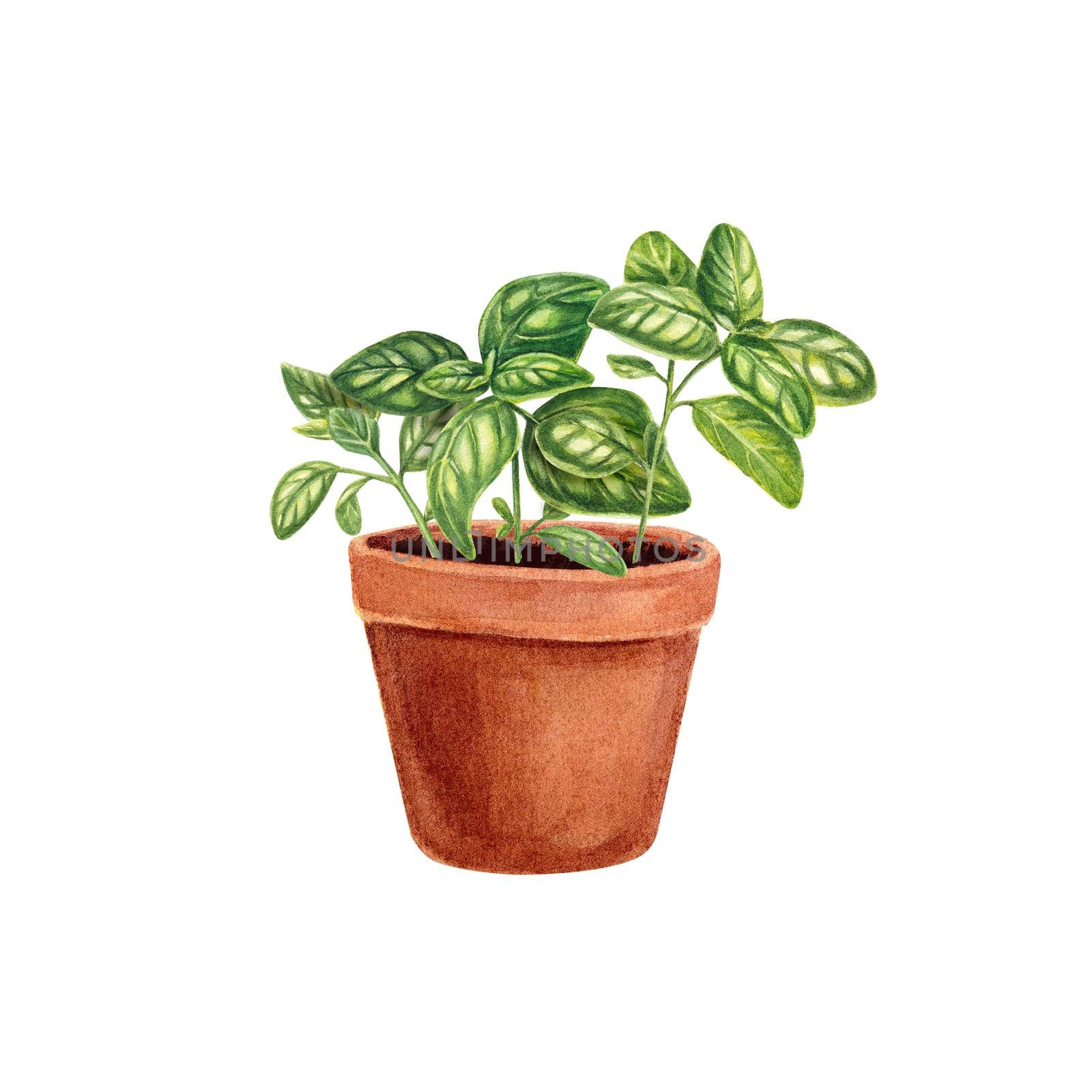 Basil in a pot isolated on a white background. Provencal herbs in watercolor. Illustration of kitchen herbs and spices. Suitable for postcards, business cards, banners, booklets, design, textiles.