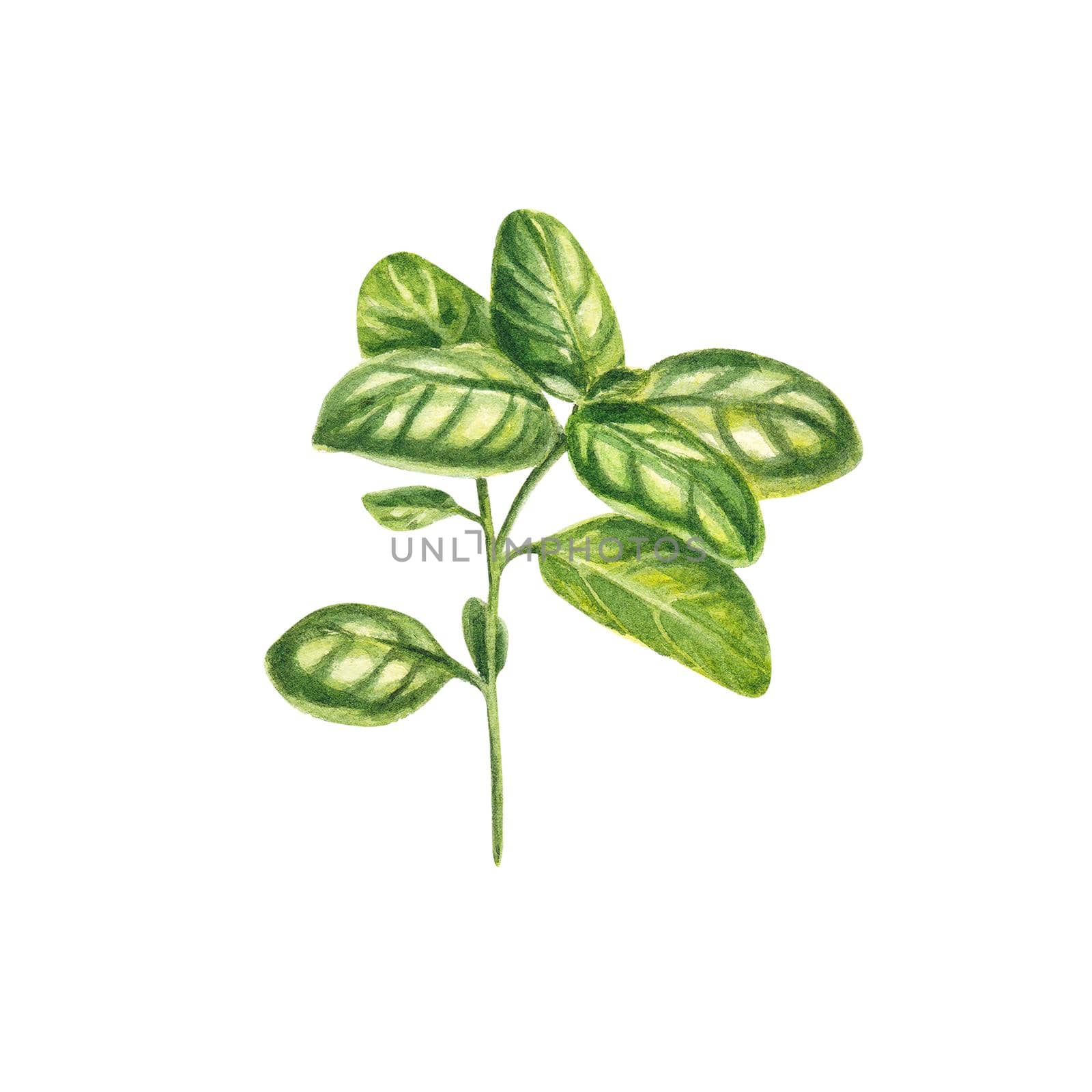Basil in watercolor on a white background. One sprig of Provencal herbs: marjoram, basil, cumin, rosemary. The illustration is suitable for design, booklet, menu, flyers, invitations. Realistic branch