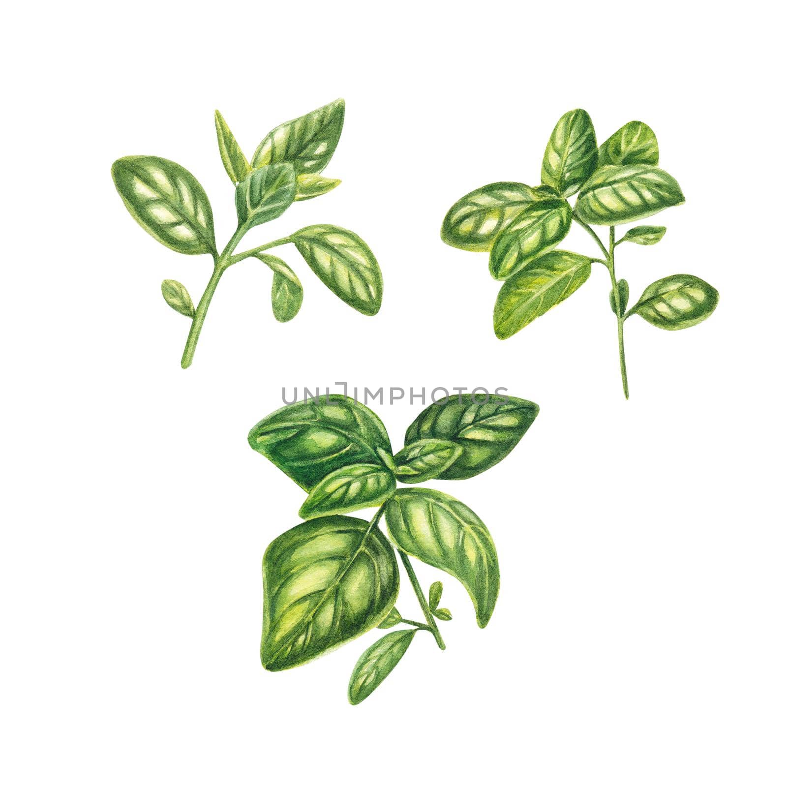 Basil in watercolor on a white background. Illustration of Provencal herbs: marjoram, basil, rosemary, cumin. Herbs for the kitchen. The drawing is suitable for design, booklets, postcards, textiles. by NastyaChe