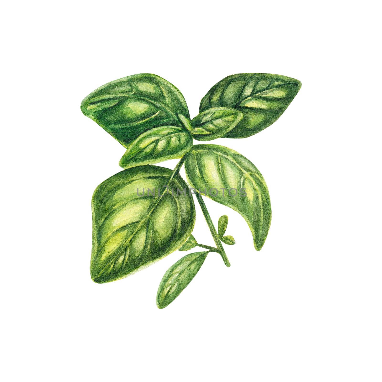 Basil in watercolor on a white background. One sprig of Provencal herbs: marjoram, basil, cumin, rosemary. The illustration is suitable for design, booklet, menu, flyers, invitations. Realistic branch by NastyaChe