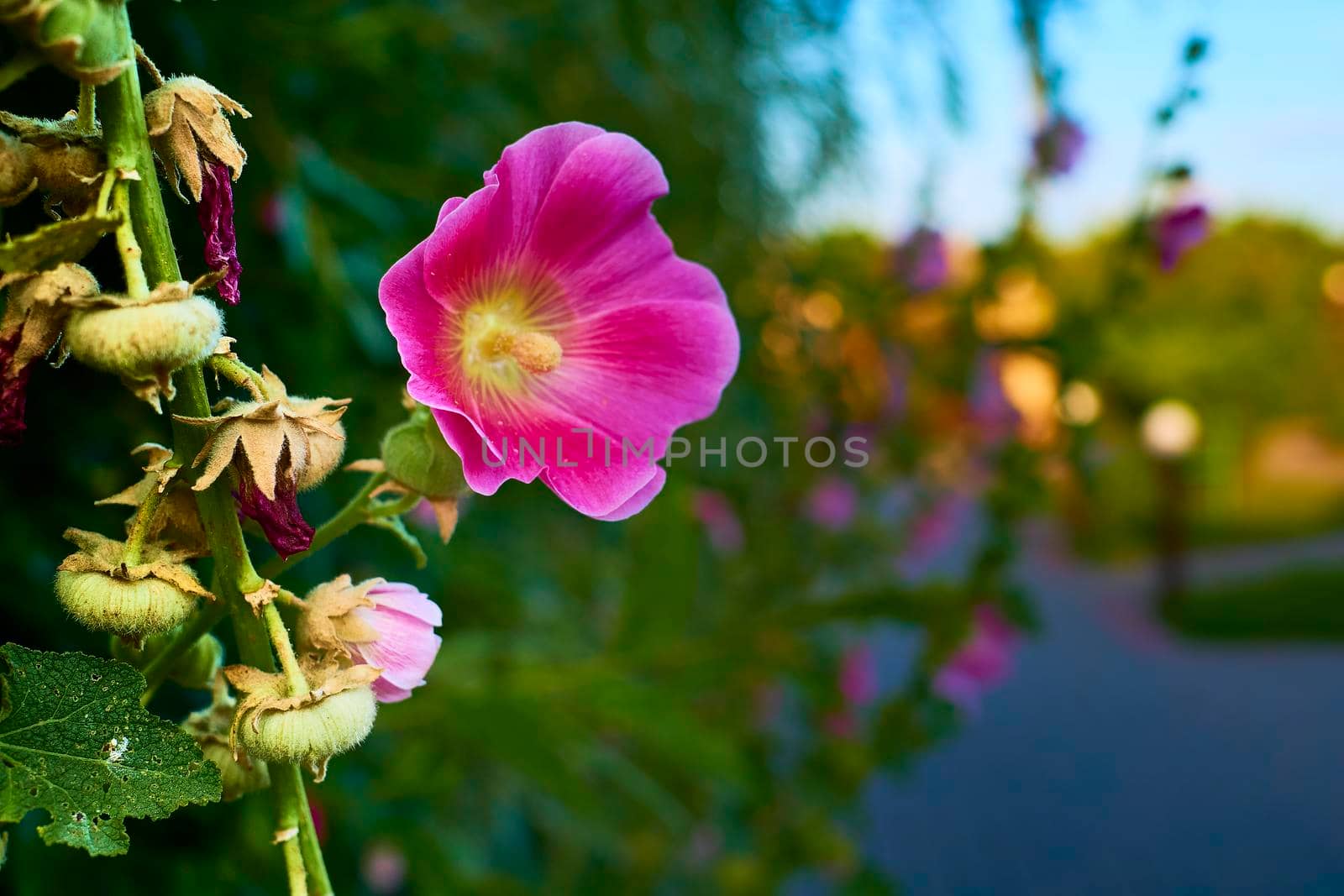 Beautiful purple flowers on greenery background.Place for text by jovani68