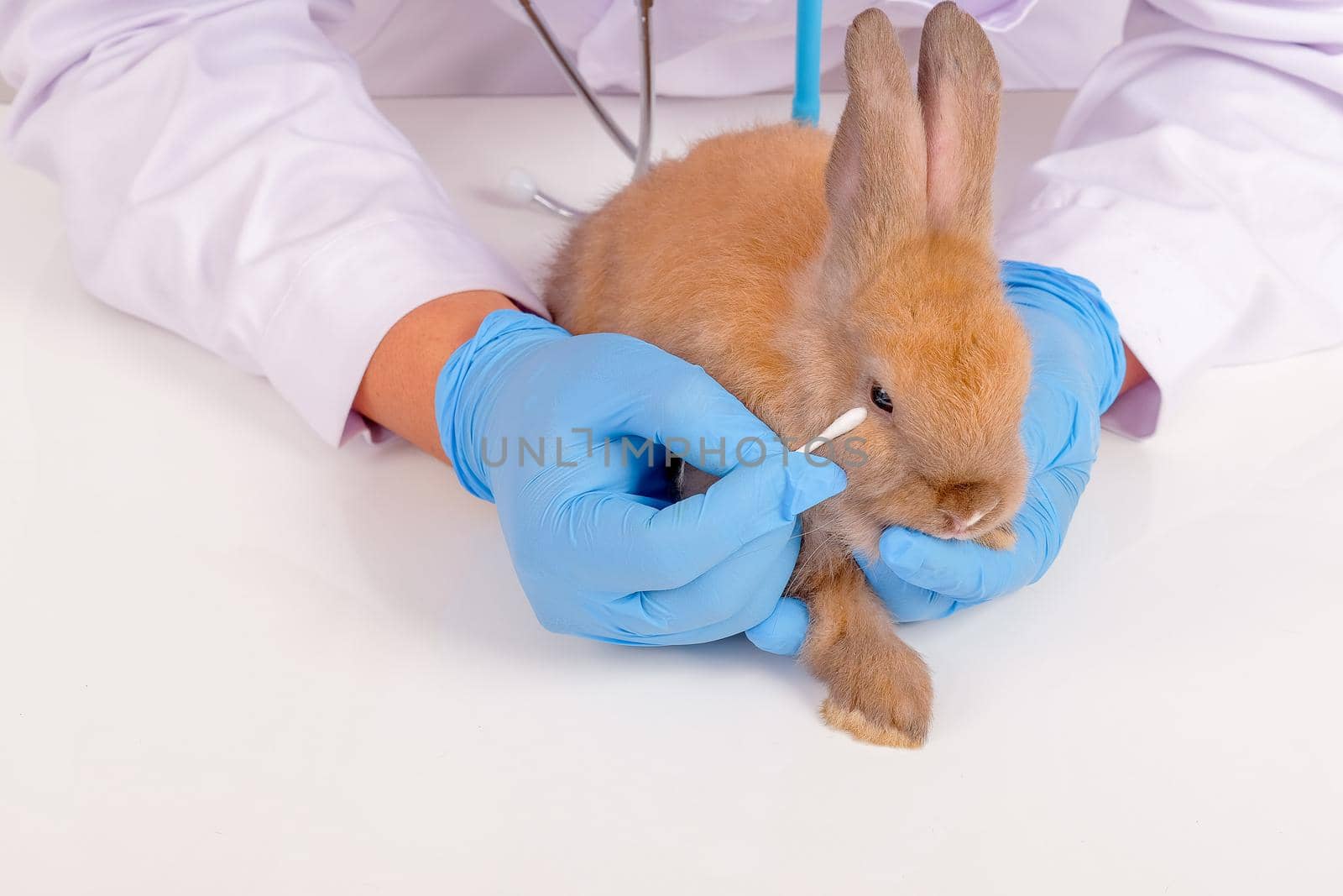 Veterinary with blue gloves use cotton bud to check and touch near rabbit eye for examination.