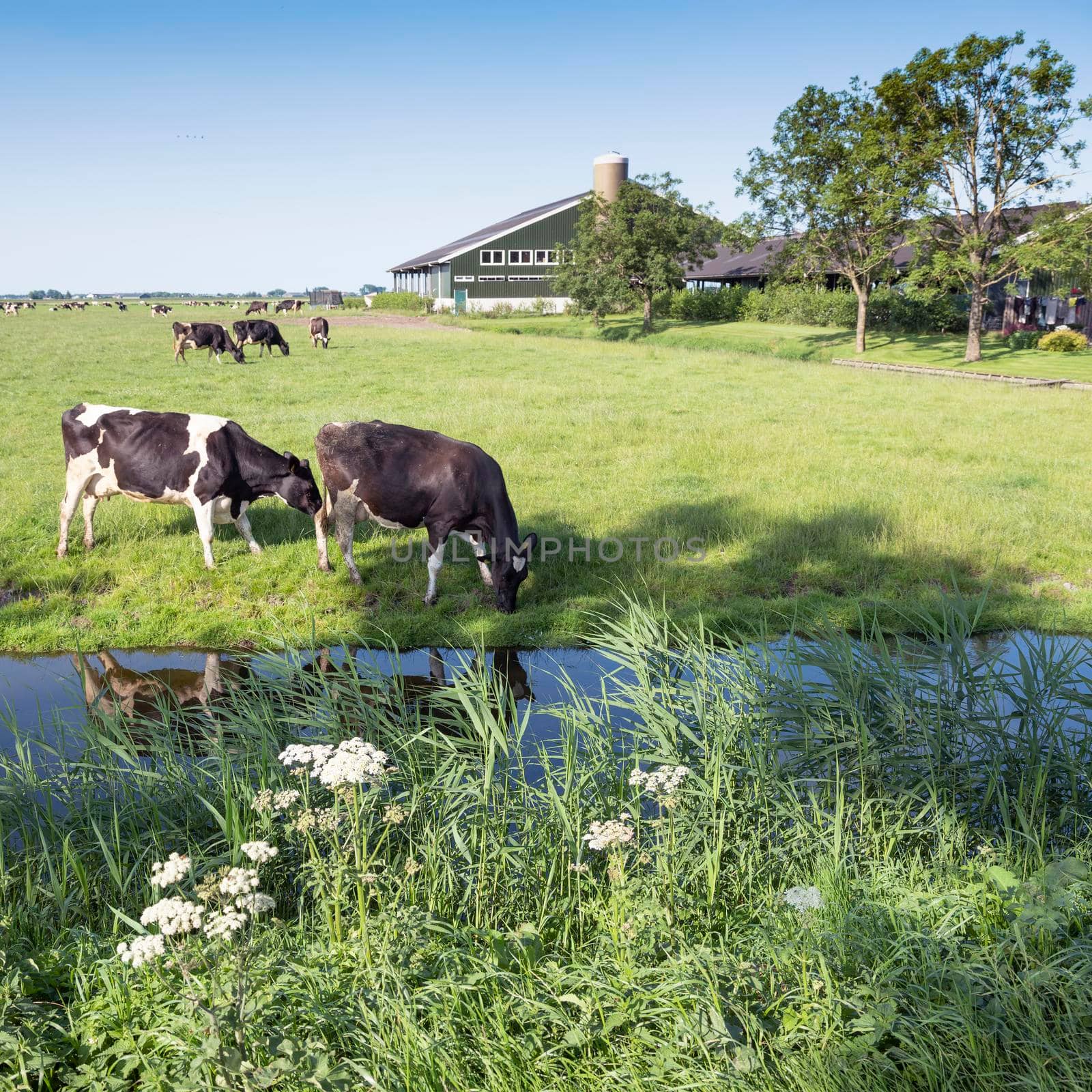 black and white spotted cows stand in meadow near farm in dutch province of noord holland by ahavelaar