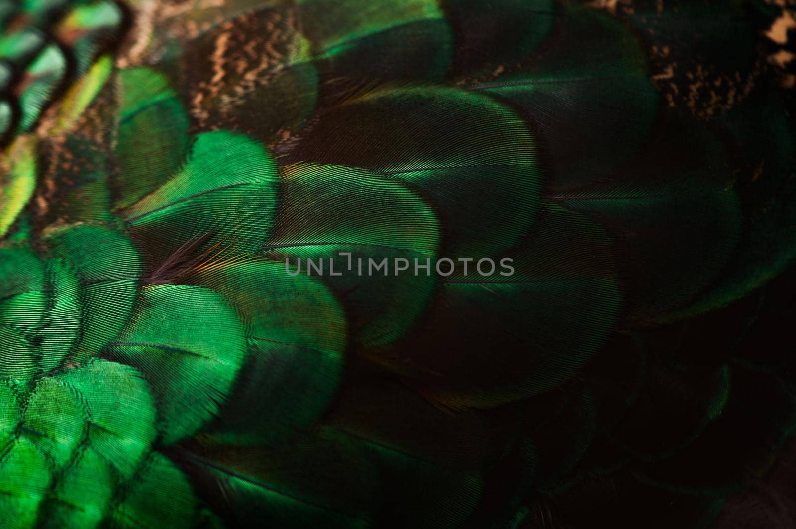 Close up of the  peacock feathers .Macro blue feather, Feather, Bird, Animal. Macro photograph. by thanumporn