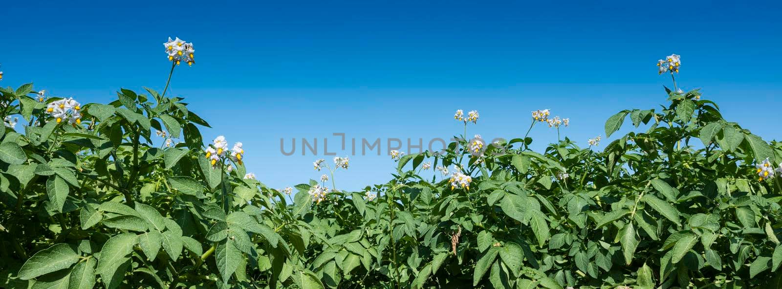 closeup of flowering potatoe plants under blue sky in field