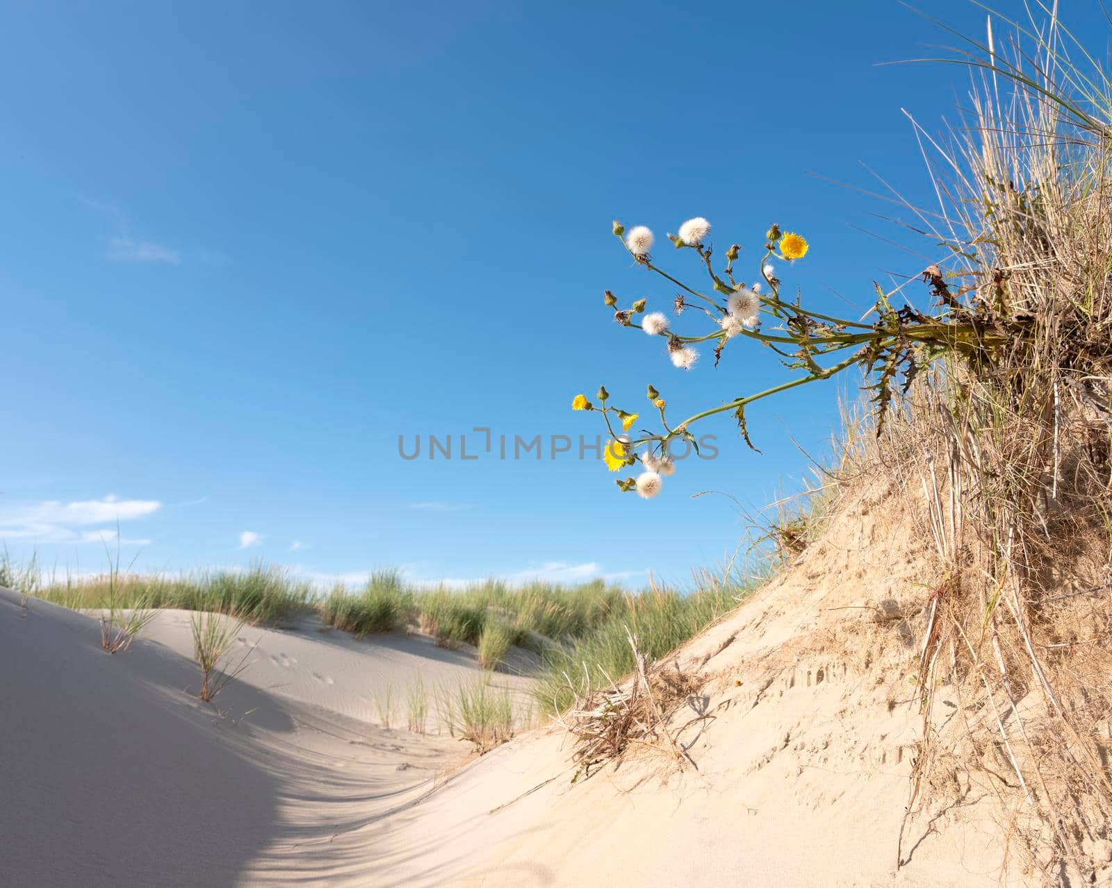 yellow flowers under blue summer sky in dutch dunes by ahavelaar