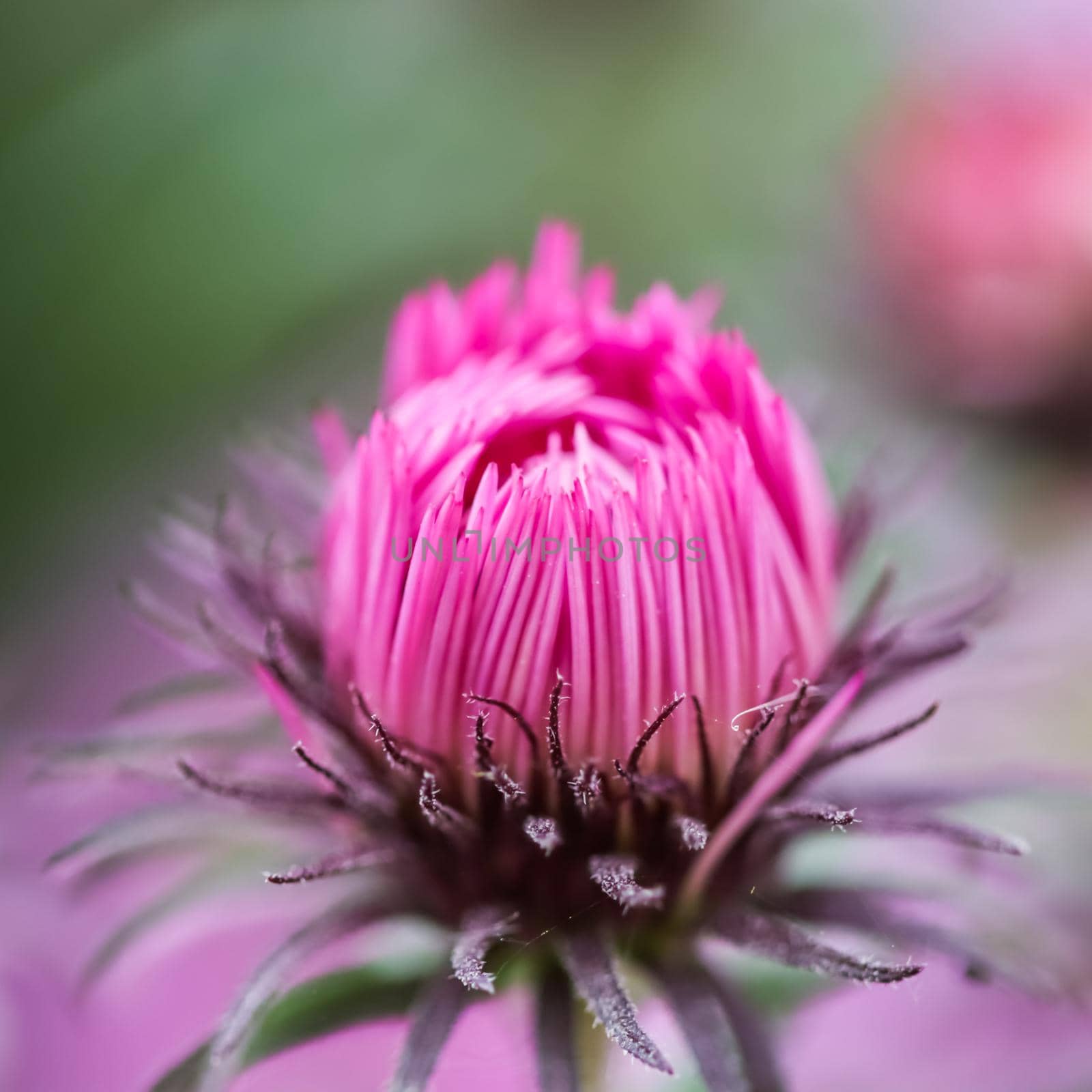 Beautiful pink bud of autumn aster in the garden by Olayola