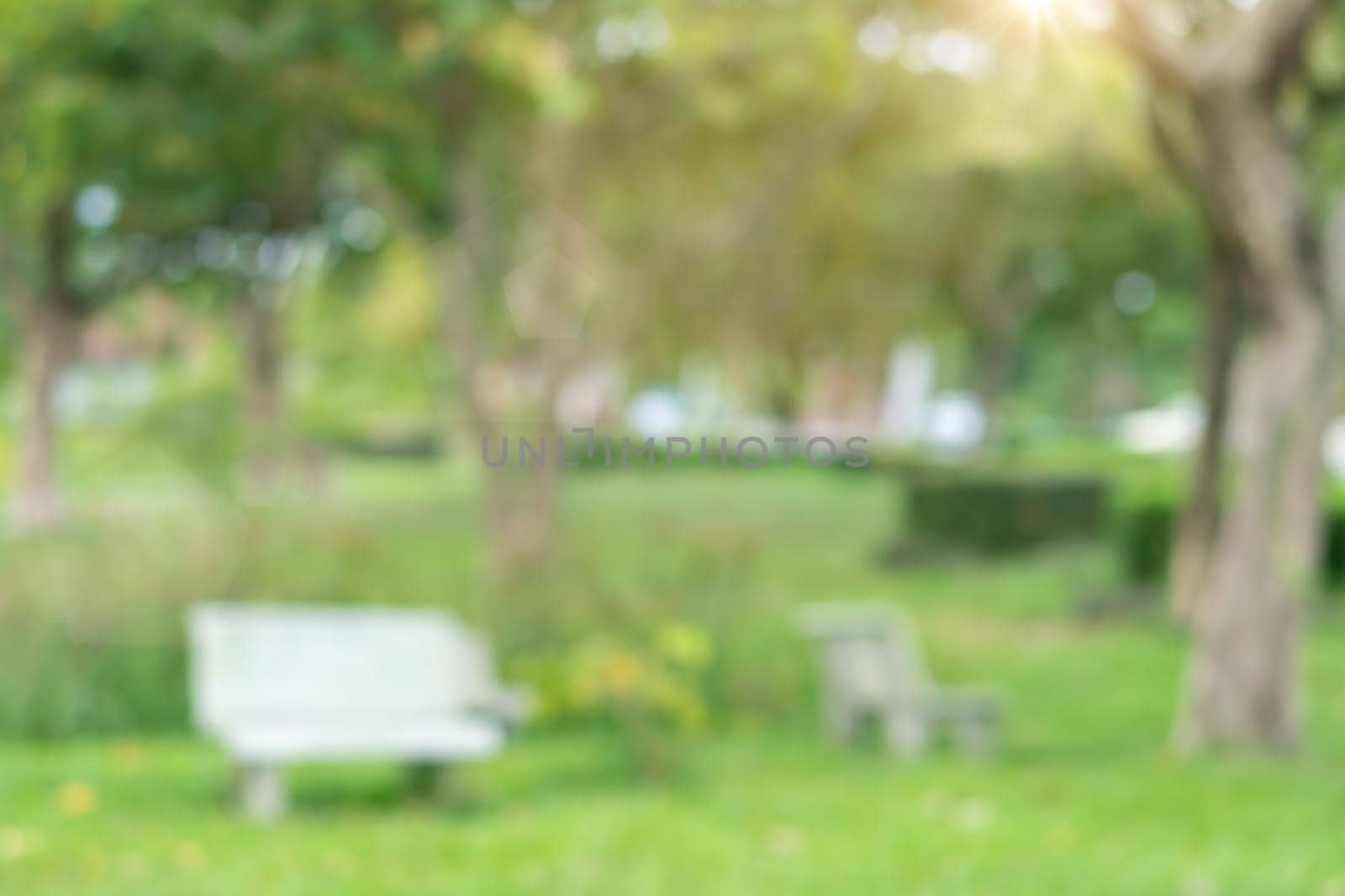 Blur nature bokeh green park by beach and tropical coconut trees. by Suwant