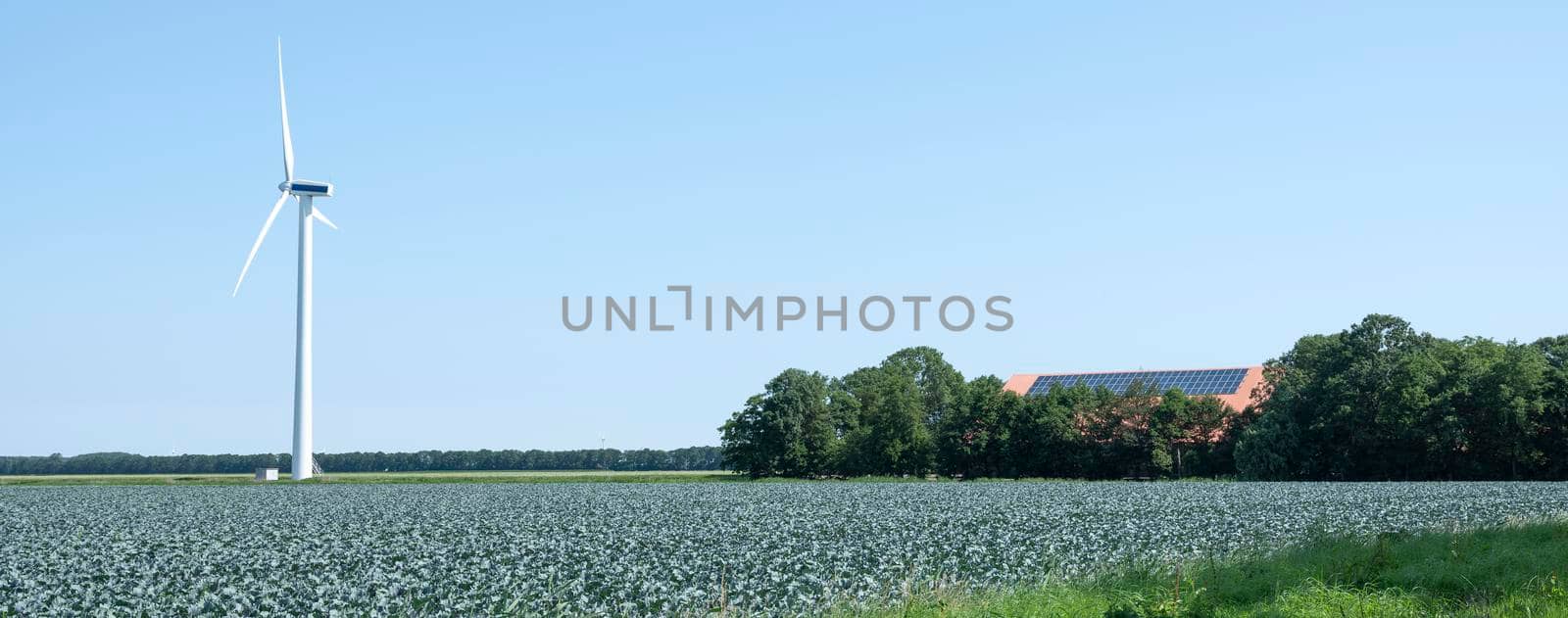 red cabbage field with wind turbine and farm in wieringermeer by ahavelaar