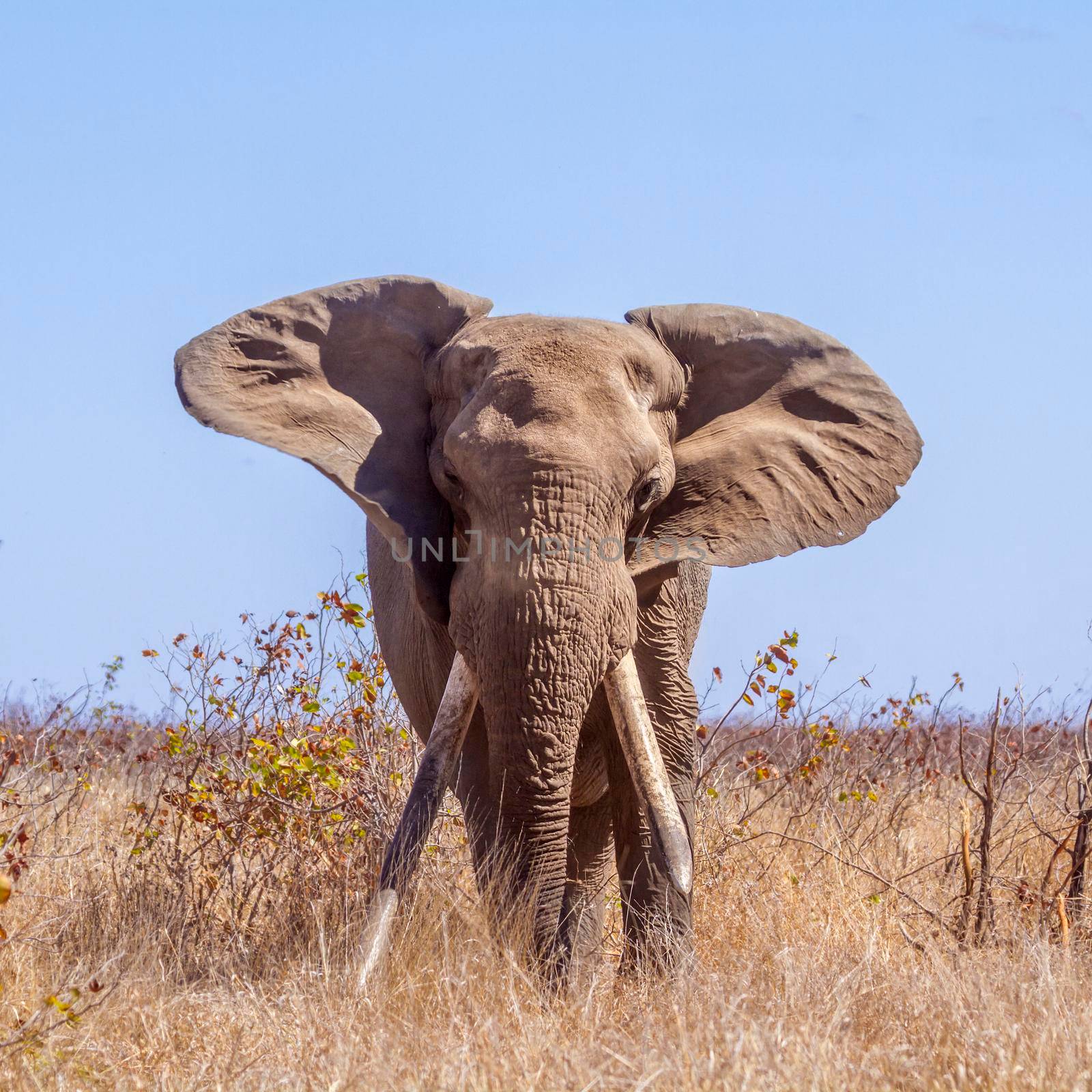 African bush elephant in Kruger National park, South Africa ; Specie Loxodonta africana family of Elephantidae