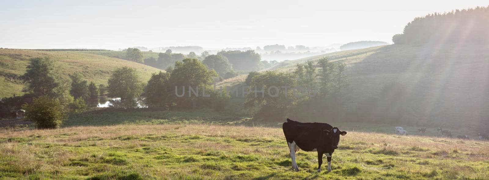early morning rural countryside landscape with cows near charleville in french ardennes by ahavelaar