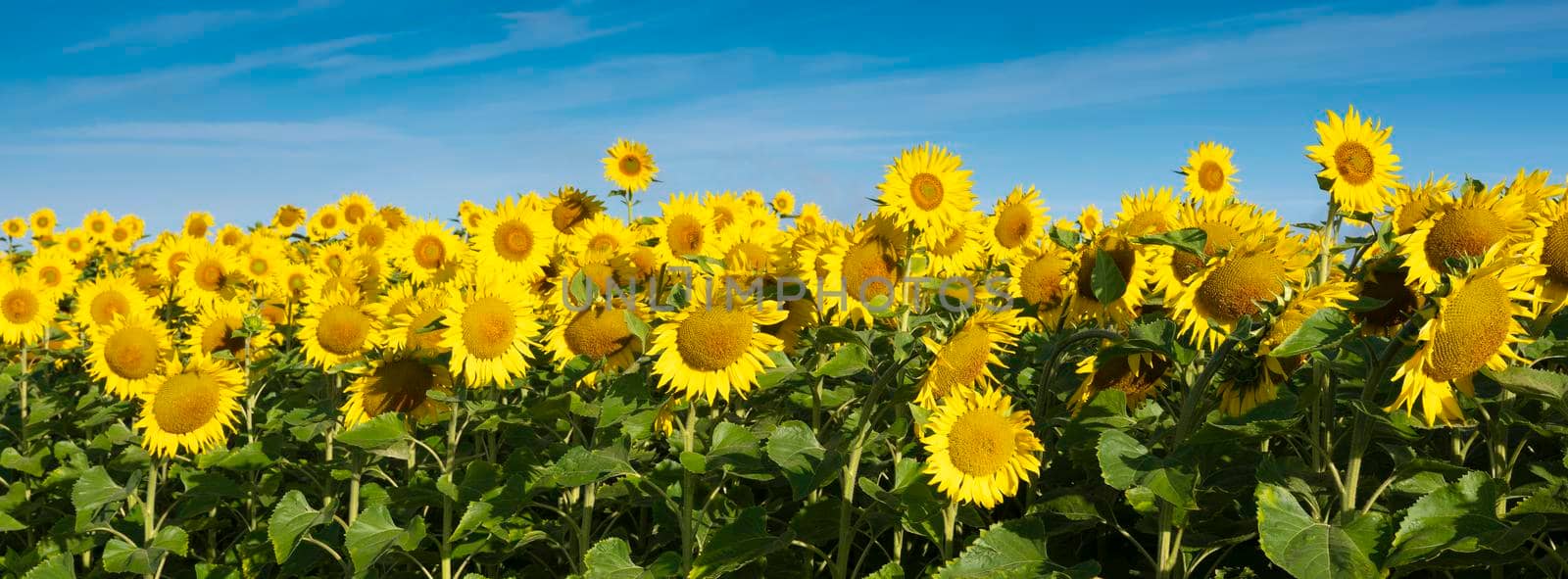 many bright yellow sunflowers bloom in french field under blue summer sky