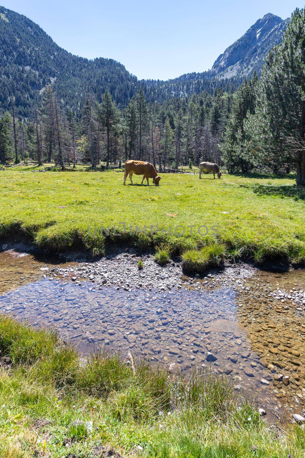 The beautiful Aiguestortes i Estany de Sant Maurici National Park of the Spanish Pyrenees mountain in Catalonia, cows on the mountain pasture by Digoarpi