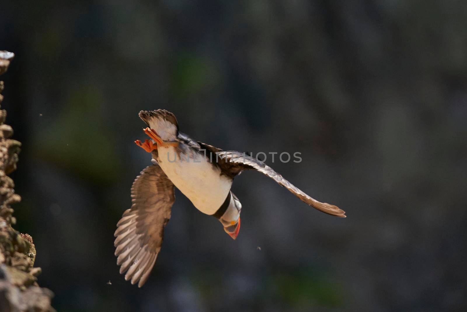 Puffin (Fratercula arctica) launching off a cliff on the coast of Skomer Island in Pembrokeshire, Wales, United Kingdom