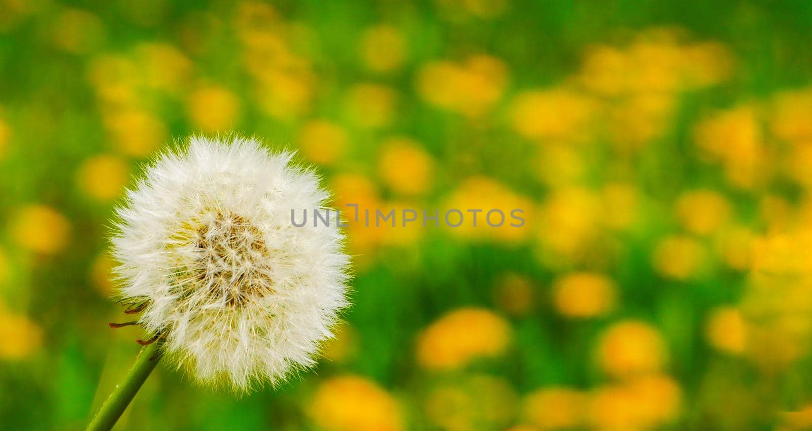 One white and many yellow dandelion flowers in a meadow in nature in summer close-up