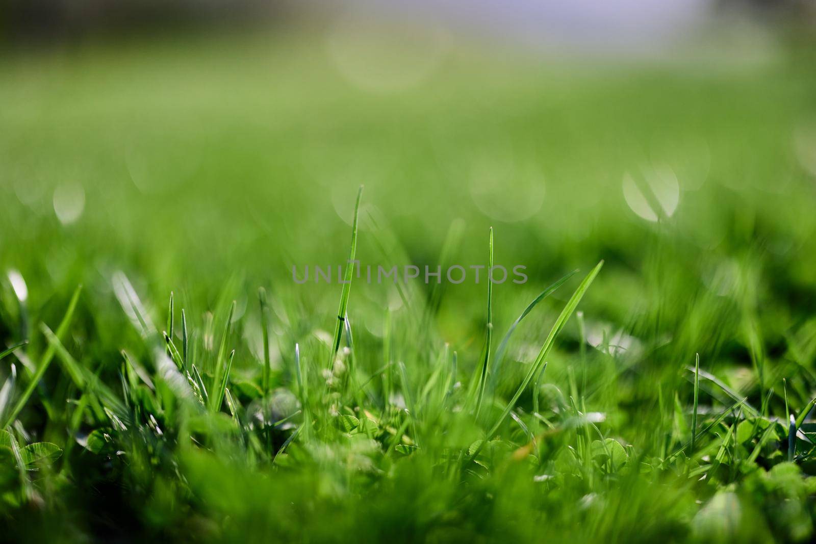 Green lawn grass close-up of the leaves of the grass. Nature conservation without environmental pollution, clean air. High quality photo