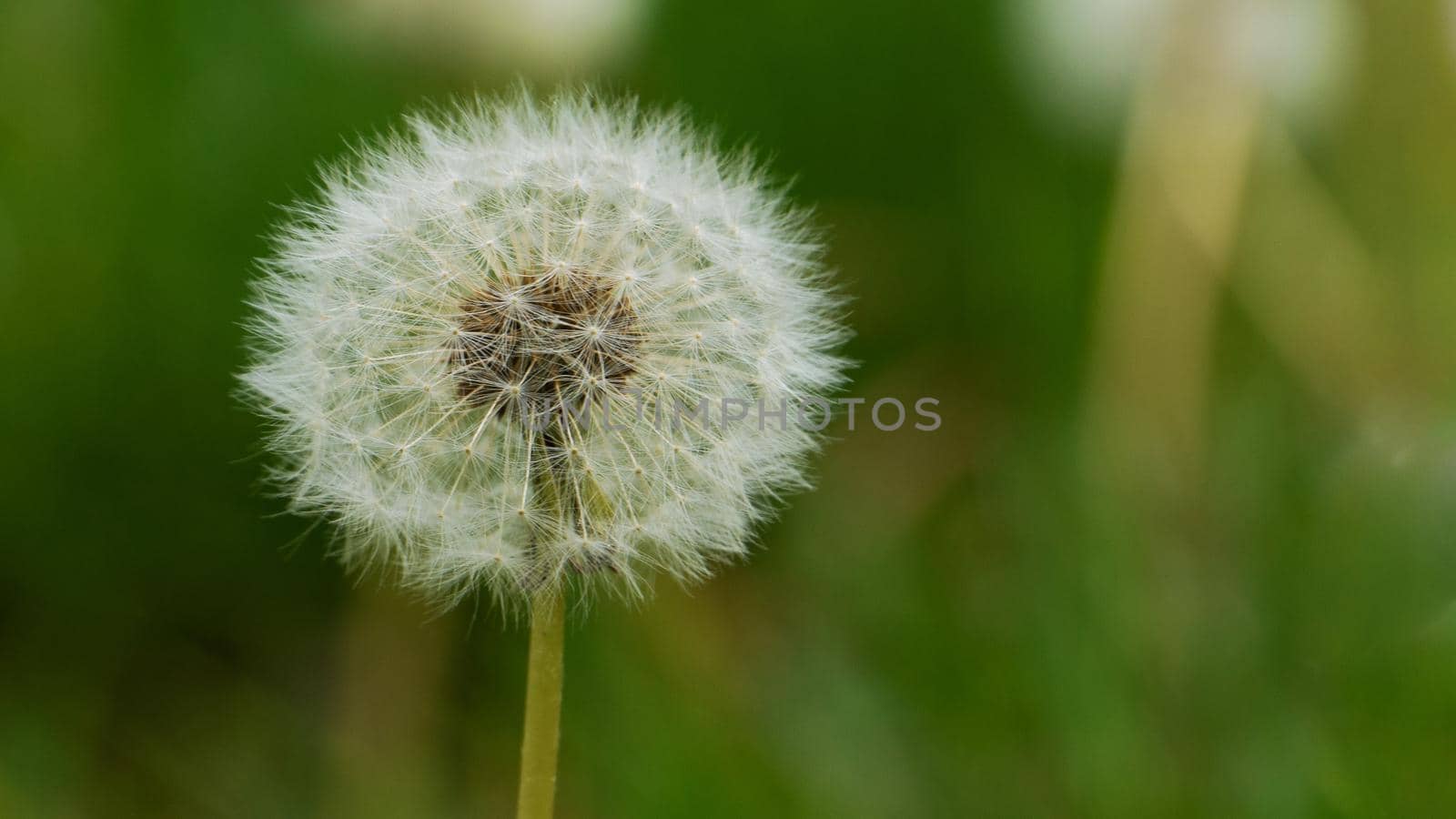 A white dandelion against a background of grass. by gelog67