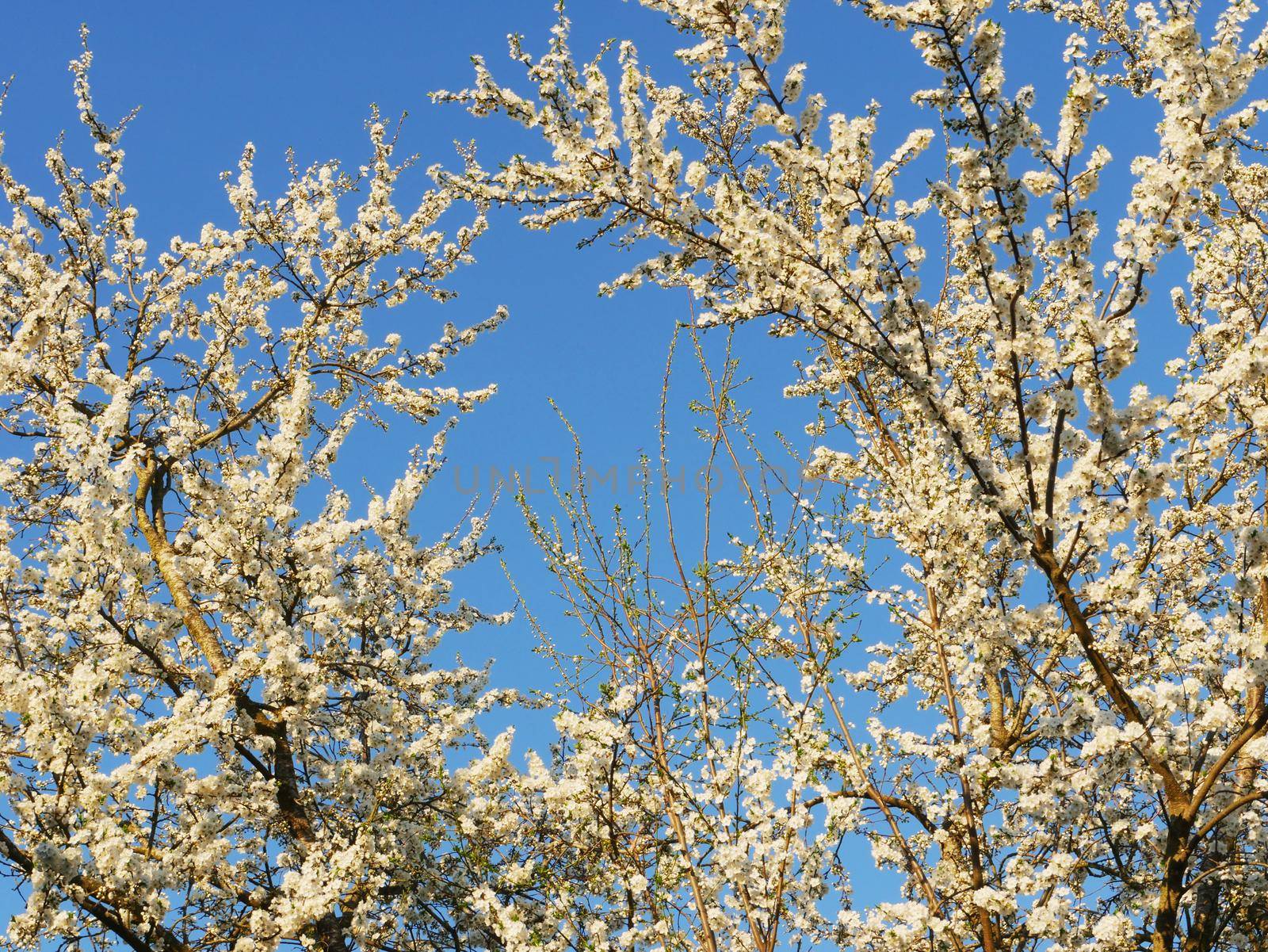 White flowers on the branches of trees in the spring by gelog67