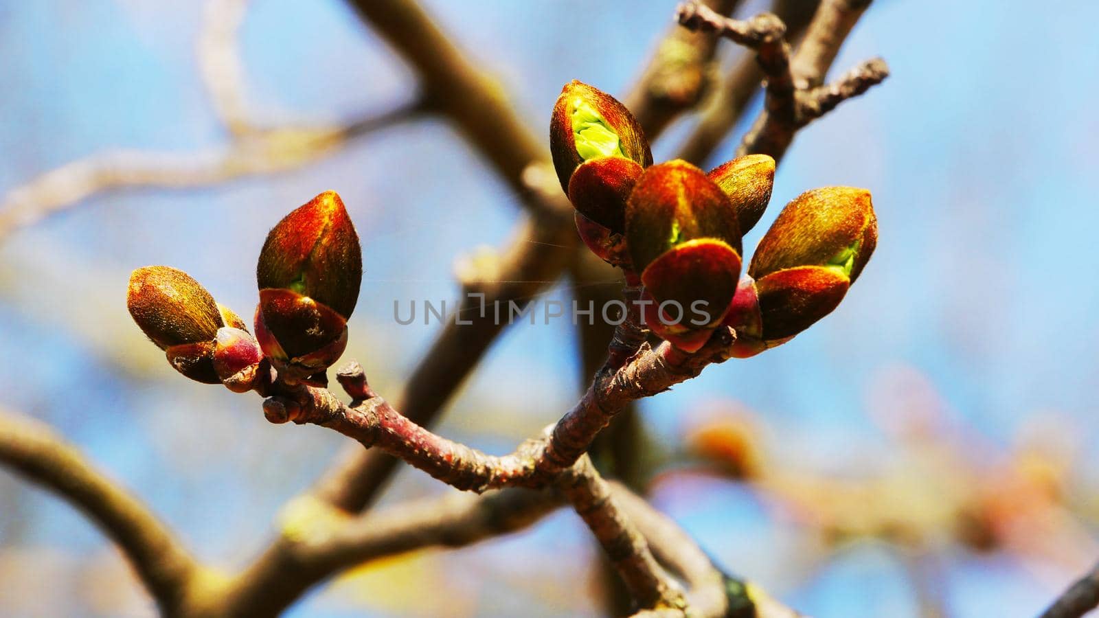 Blooming tree buds close up. by gelog67