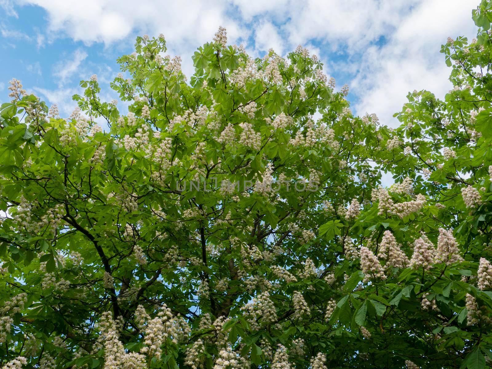 A chestnut tree with flowers against a blue cloudy sky.