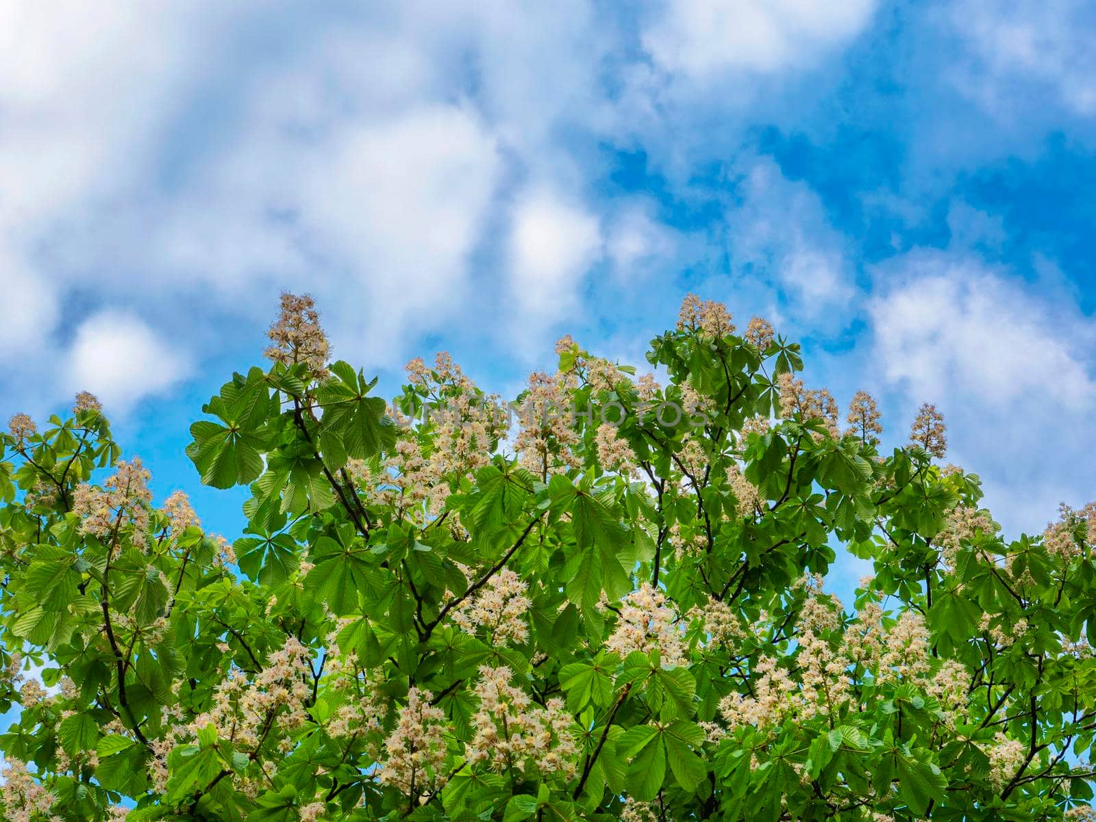 Blossoming chestnut branches against the sky. by gelog67