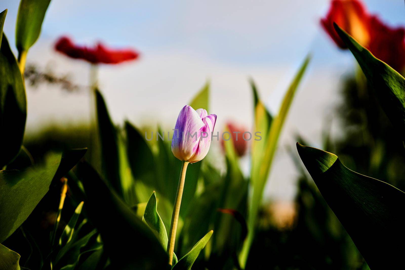 Beautiful white pink tulips on the background of the city park by jovani68