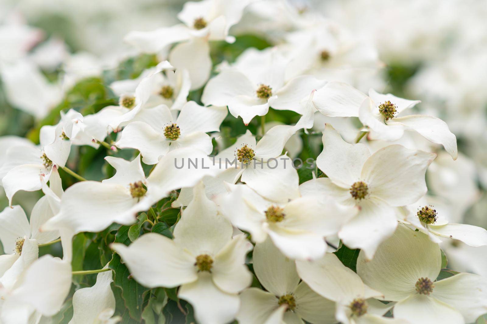 Dogwood Flowering Closeup White blooms