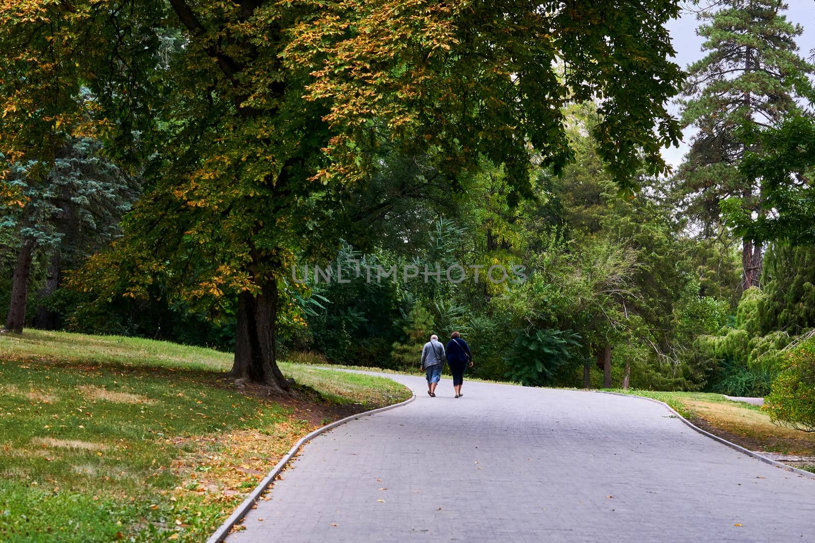 Cute elderly couple in love walking in a city park with big trees by jovani68