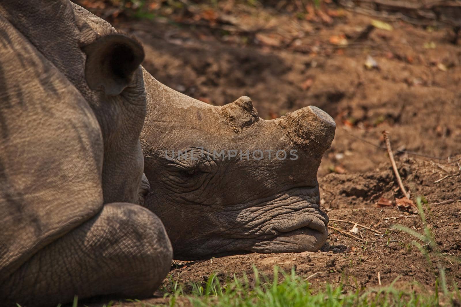 Two dehorned White Rhino (Ceratotherium simum) sleeping in Kruger National Park. South African National Parks dehorn rhinos in an attempt curb poaching.