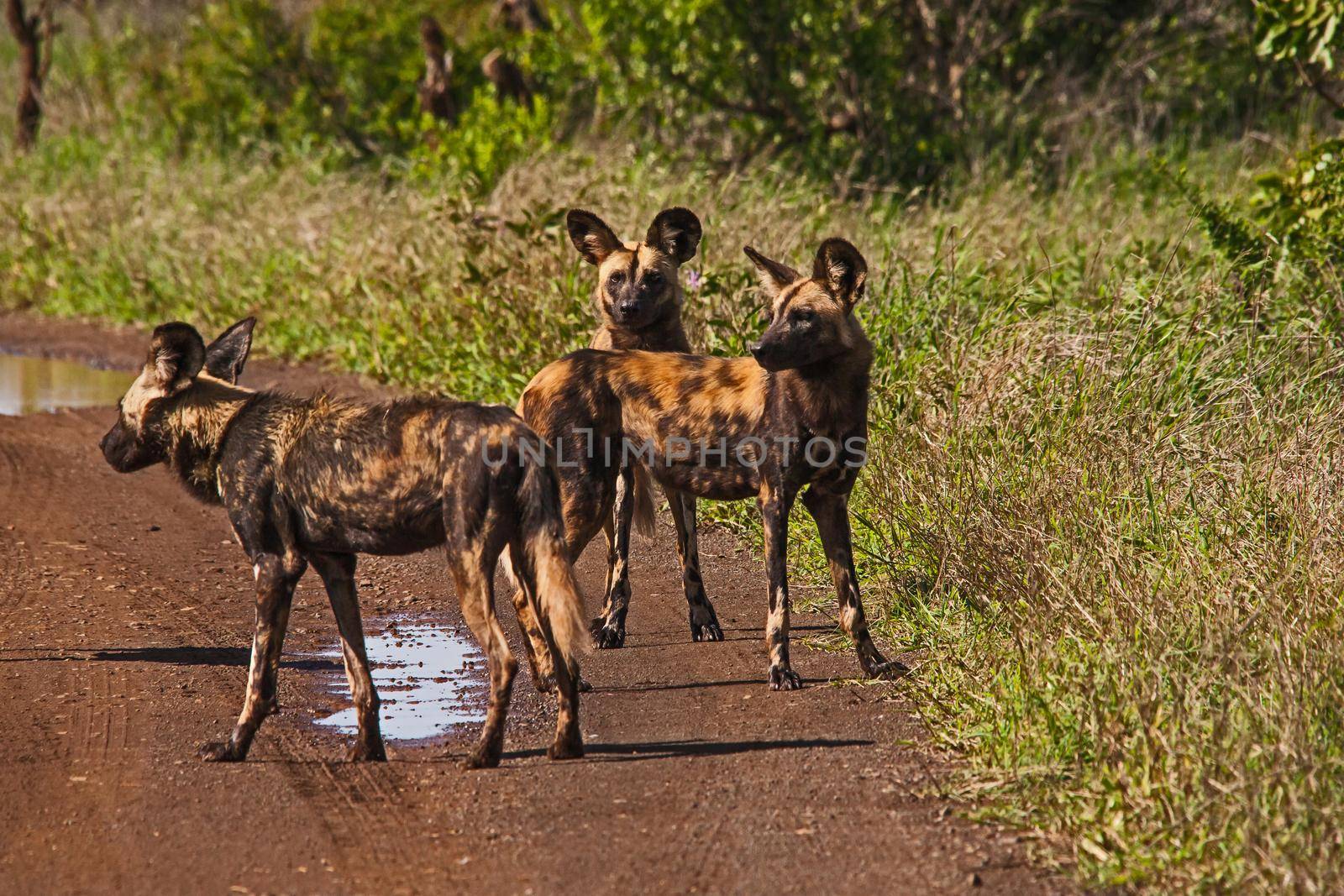 The African Wid Dog, also known as the Painted Dog or Painted Wolf, is one of the world's most endangered mamals