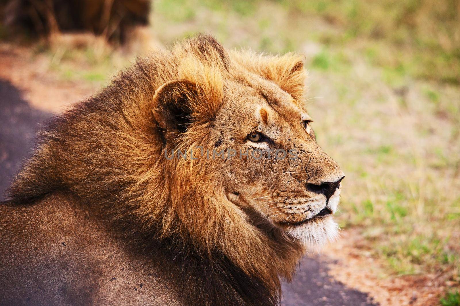 A dominant male Lion (Panthera leo) on a rainy morning in Kruger National Park. South Africa