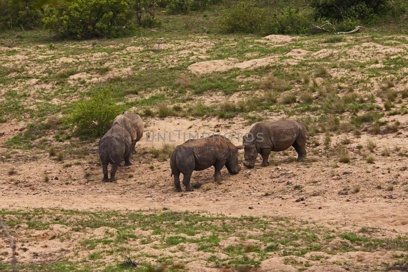 Dehorned White Rhino Ceratotherium simum 14796 by kobus_peche