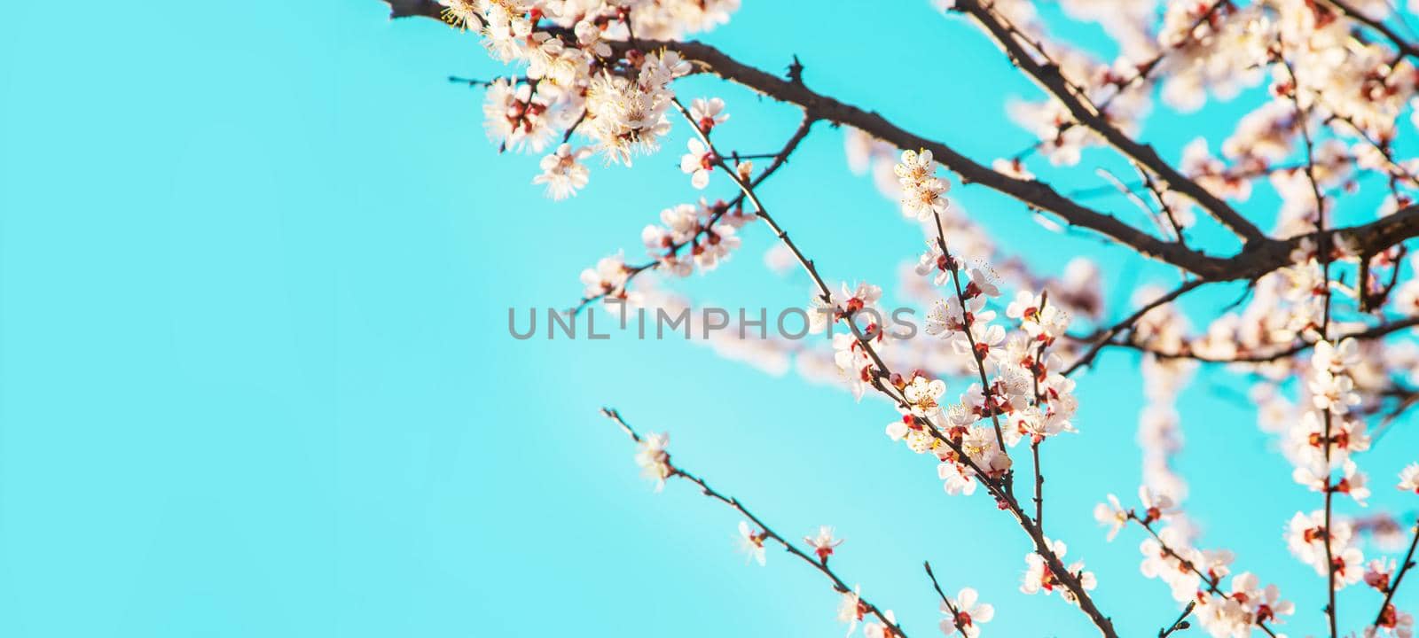 Blooming tree in the garden. Selective focus nature.