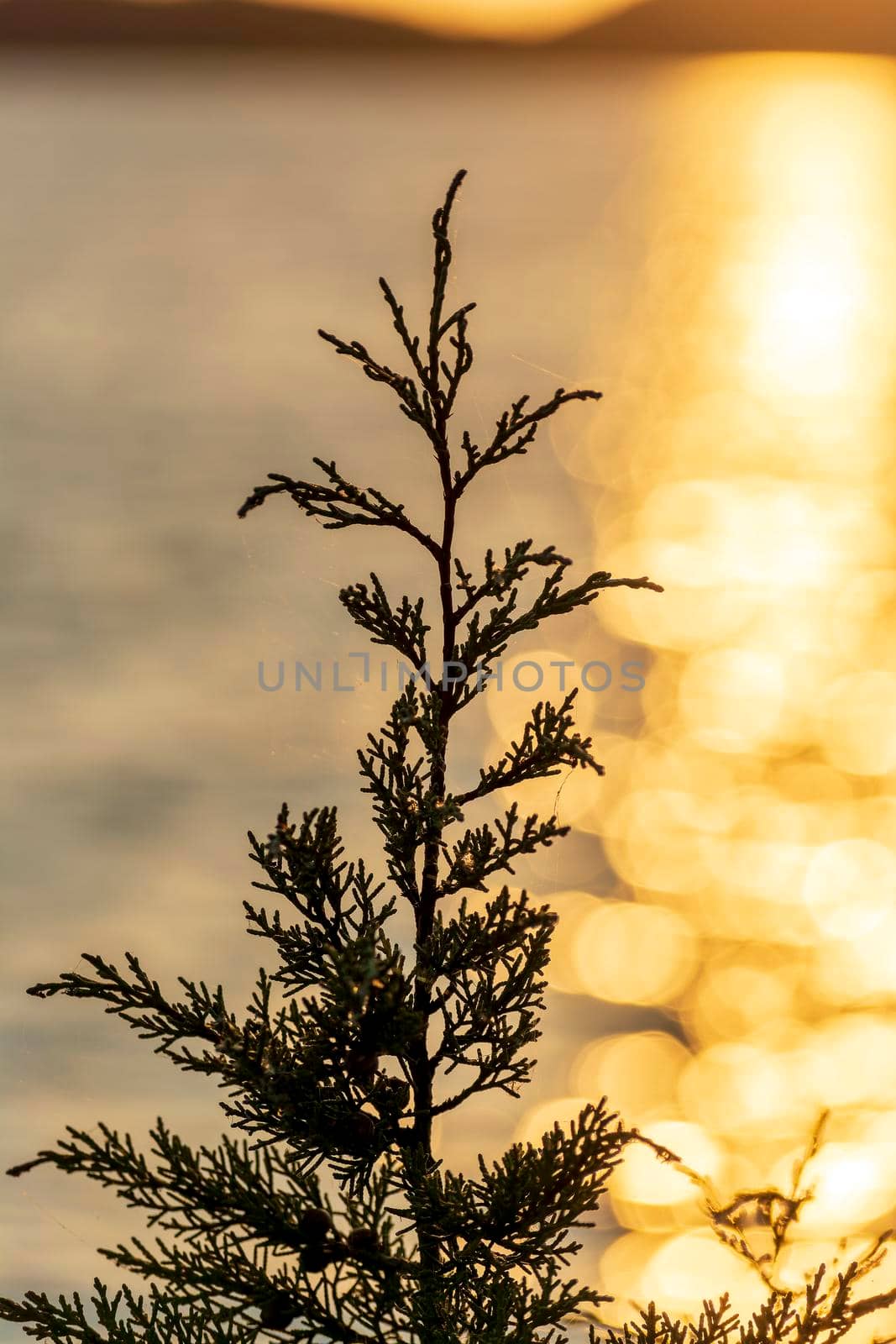 Closeup of a black silhouette of one single plant isolated at gold dark sunset sky background. Greece.