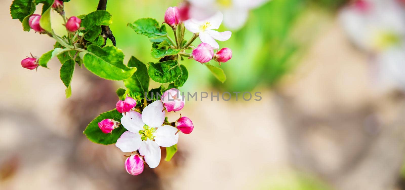 Blooming tree in the garden. Selective focus nature.