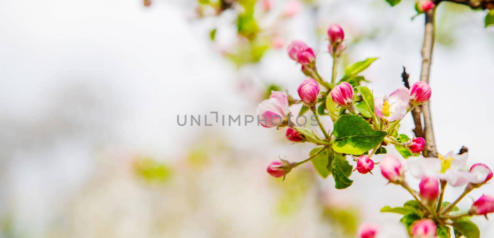 Blooming tree in the garden. Selective focus nature.