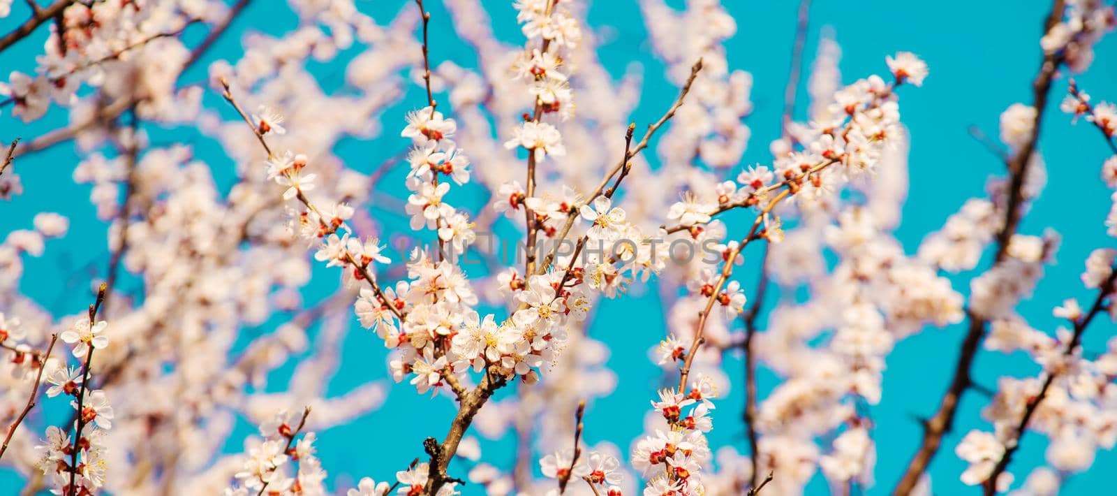 Blooming tree in the garden. Selective focus nature.