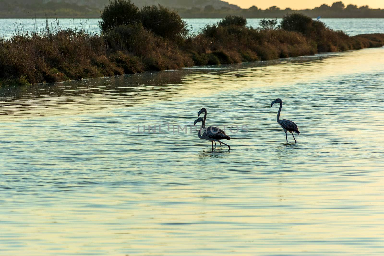 Wildlife scenery view with beautiful flamingos wandering at sunset in gialova lagoon, Greece by ankarb