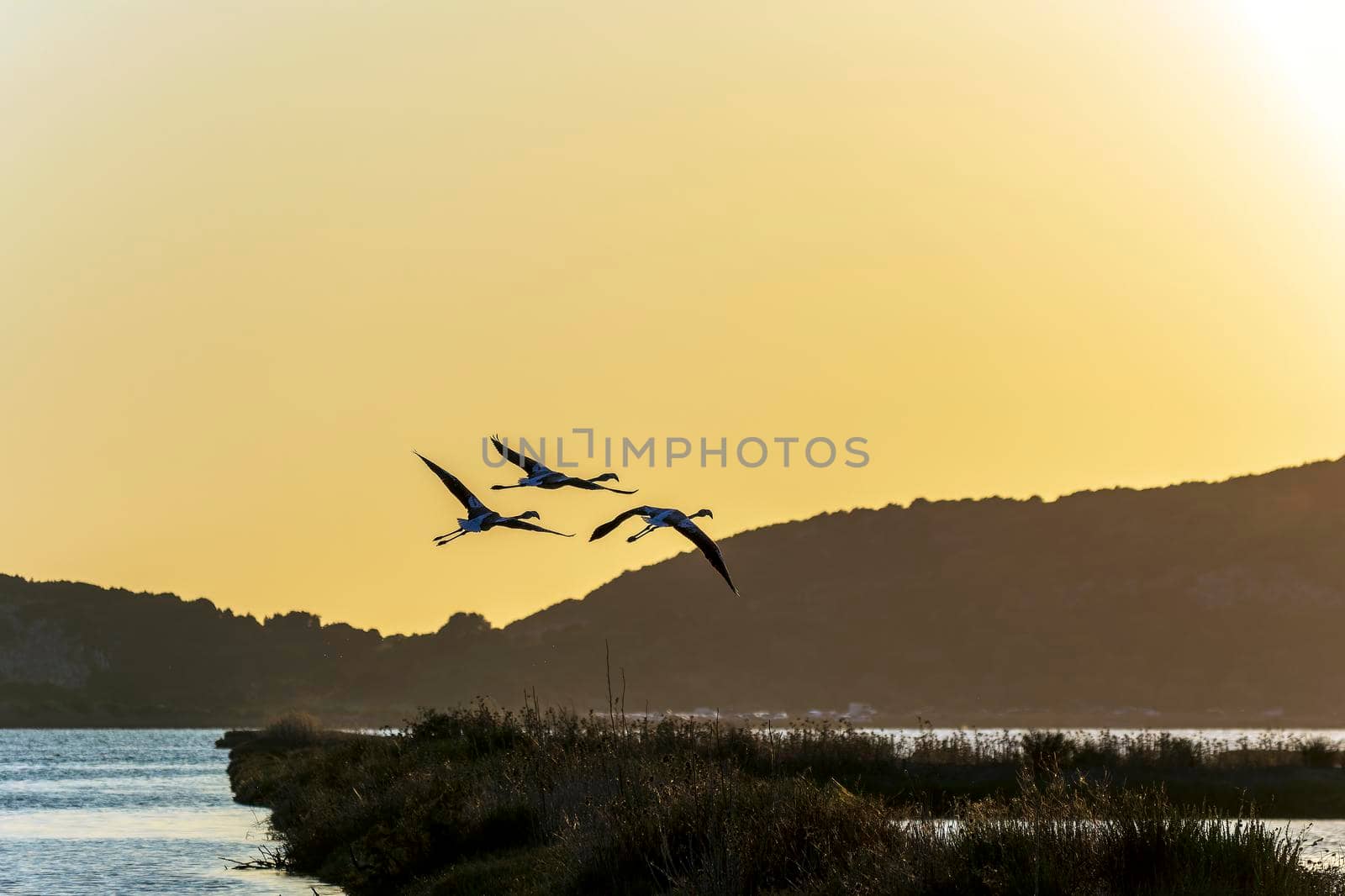 Wildlife scenery view with beautiful flamingos flying at sunset in gialova lagoon, Messinia, Greece.