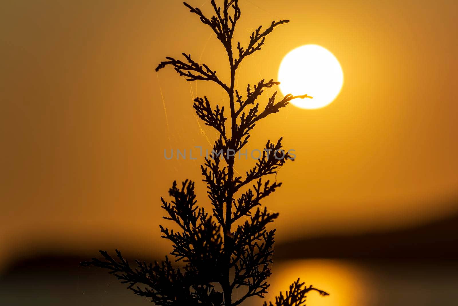 Closeup of a black silhouette of one single plant isolated at gold dark sunset sky background. Greece.