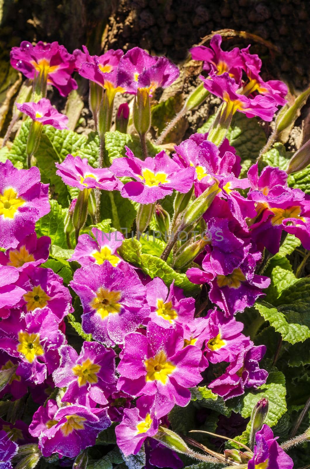 Spring flowers and leaves covered with frost From series Flowers in nature