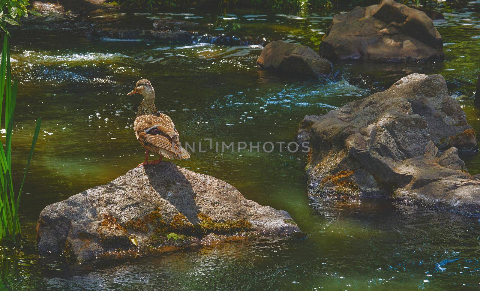 Wild brown duck walking on volcanic rocks on a river by jovani68
