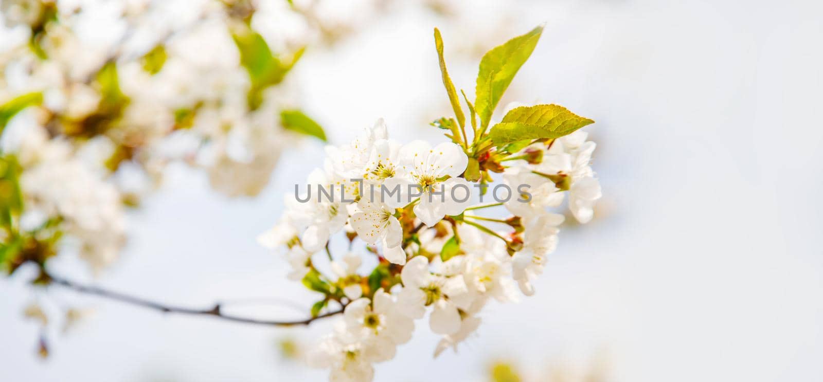 Blooming tree in the garden. Selective focus nature.