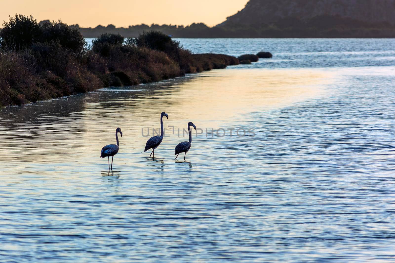 Wildlife scenery view with beautiful flamingos wandering at sunset in gialova lagoon, Greece by ankarb