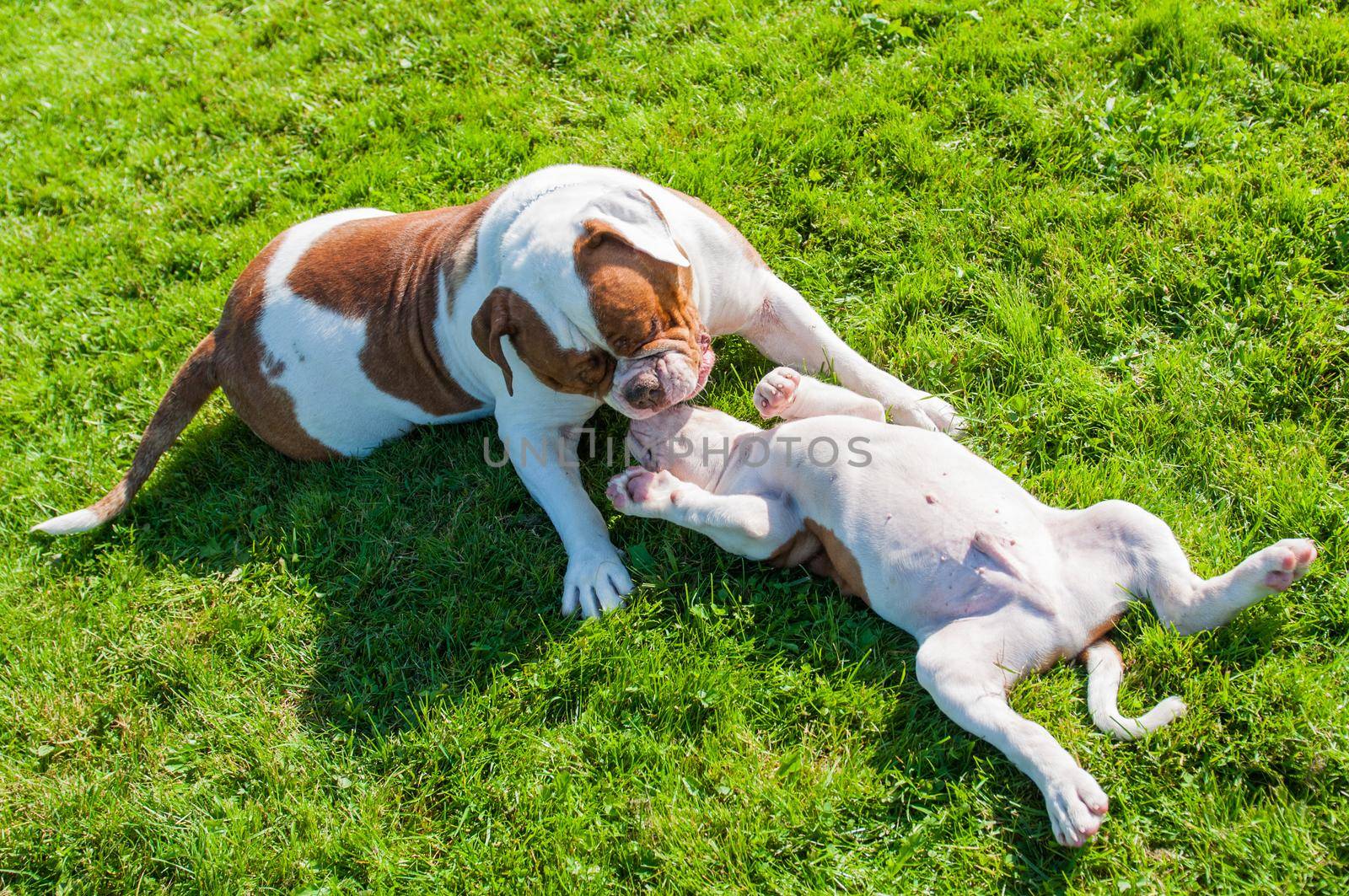 American Bulldog puppy with mother are playing with love on nature.