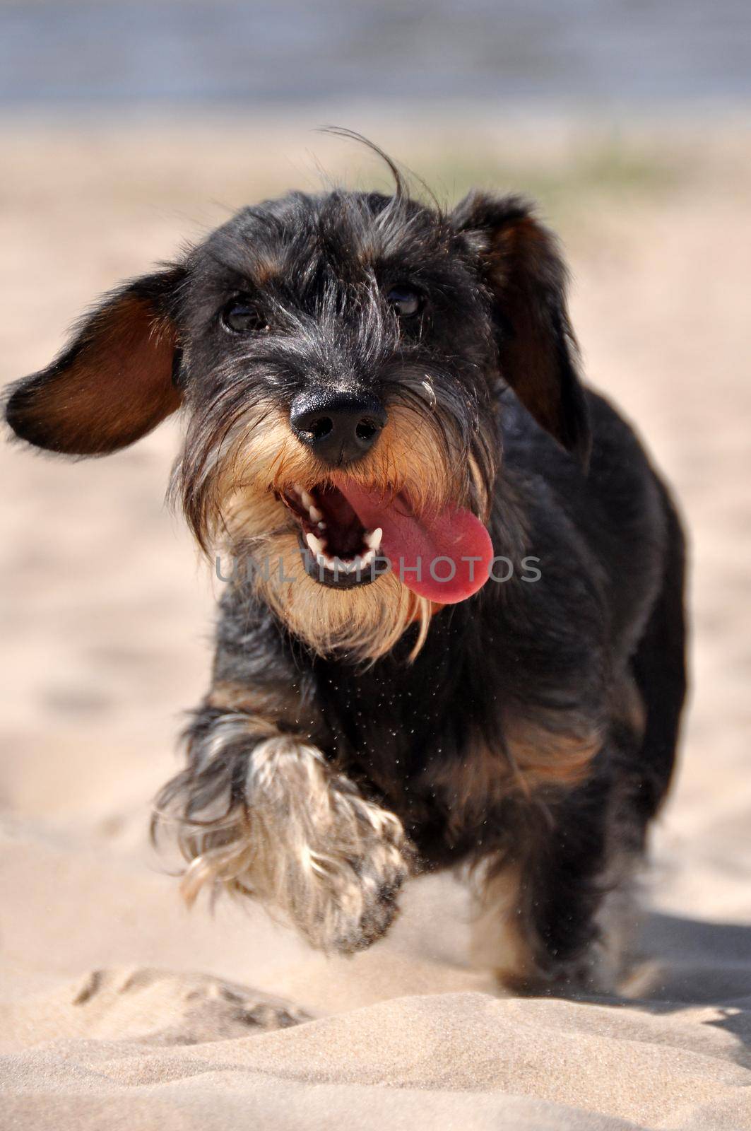 Dachshund dog running across the sand on the beach.